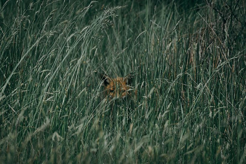 Baby fox in the grass by Jess Klikt Fotografie