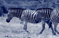 Laufende Zebras