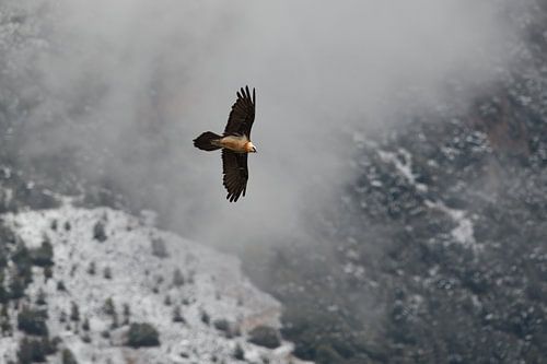 lammergier in vlucht