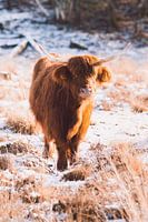 Scottish Highlander in the snow
