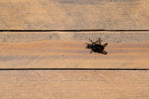 Microkosmos op Hout Een Vlieg in Detail