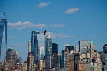 Seagull in front of Manhattan skyline by Jeremy Duvekot