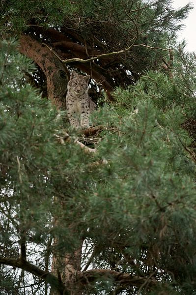 Lynx ( Lynx lynx ) se repose, s'assoit, se cache en haut d'un arbre, regarde en bas en attendant, Eu par wunderbare Erde