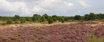 Bloeiende heideveld op het echtenerzand van Wim vd Neut