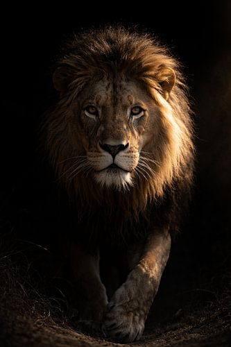 The silent ruler of light