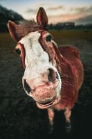 hello