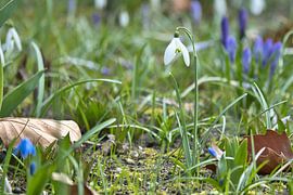 Snowdrops in a meadow with delicate petals by Martin Köbsch