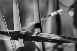 Wassertröpfchen von Rob Boon