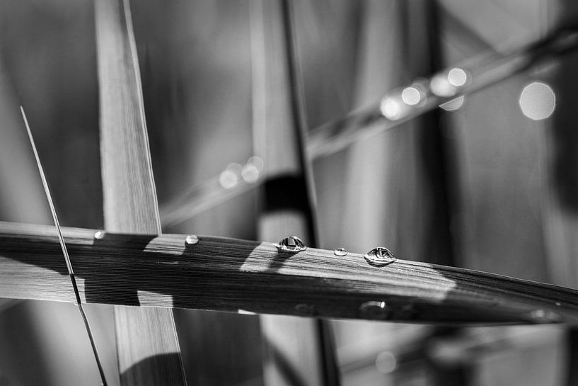 Water droplets by Rob Boon