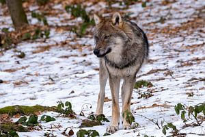 Wolf - Vorderansicht von Willem Laros | Reis- en landschapsfotografie