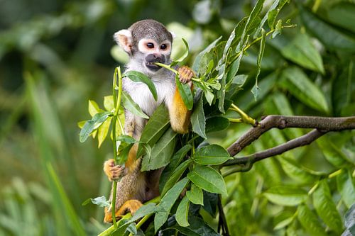 Affenschädel beim Essen