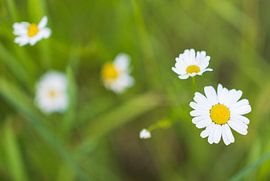 Plants and flowers in nature. by Marcel Kerdijk