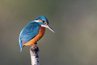 Ijsvogel in het gouden uurtje