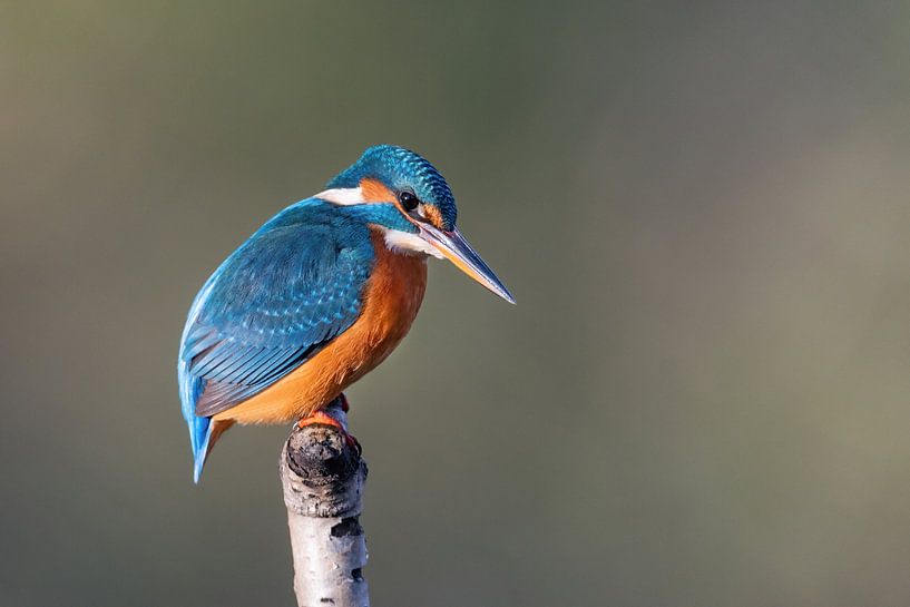 Martin-pêcheur à l'heure dorée par Ronny De Groote
