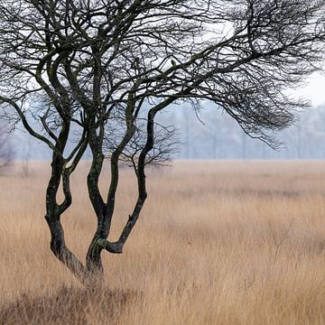 On the Wierden Field I by Anneke Hooijer
