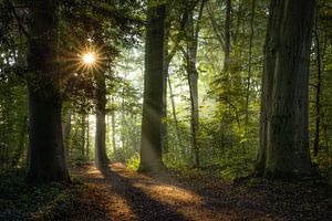 De naderende herfst van Peter Korevaar