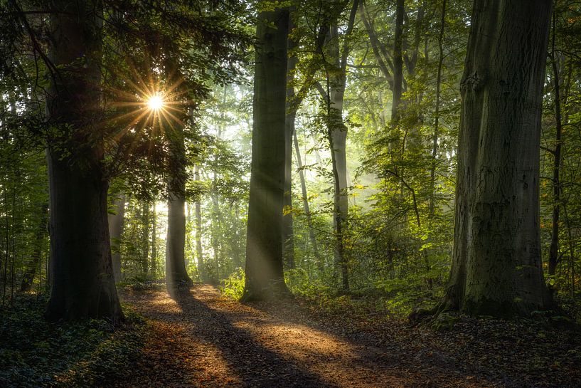 Der nahende Herbst von Peter Korevaar