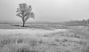 Hoarfrost trees in wintry landscape sur Peter Bolman