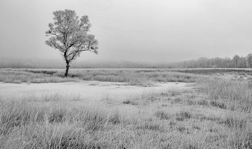 Hoarfrost trees in wintry landscape par Peter Bolman
