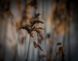 Schilfrohrfahne von Ingrid Ronde