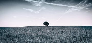 De boom des levens - horizon met eenzame boom en blauwe lucht - zwart/wit van Jakob Baranowski - Photography - Video - Photoshop