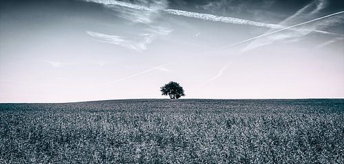 De boom des levens - horizon met eenzame boom en blauwe lucht - zwart/wit