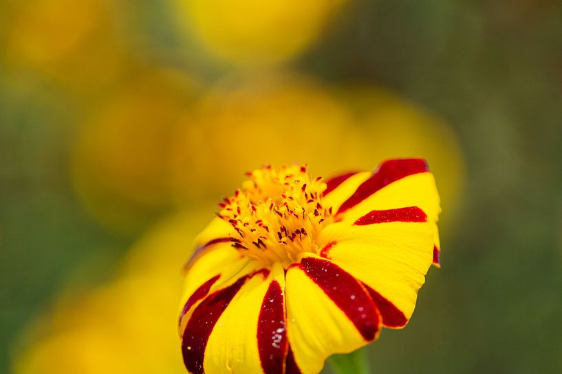 Fleur jaune rouge par Anneke Hooijer