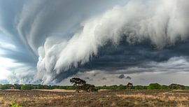 Storm swallows tree by Roy Keeris