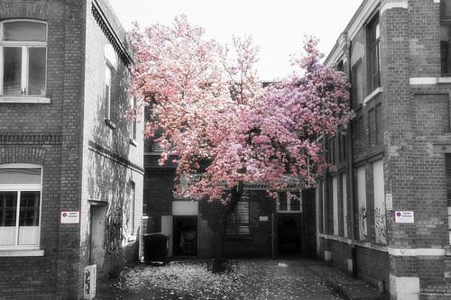 Magnoliaboom van Marcel Ethner