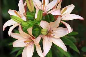 Roze lelie