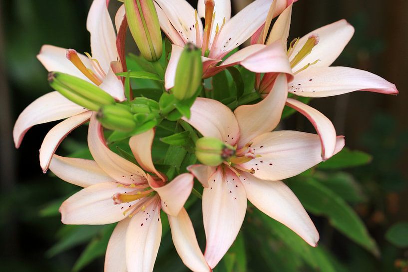 Pink lily by Jolanta Mayerberg