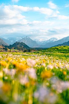 Frühlingshafter Blick im Allgäu auf die Allgäuer Alpen