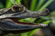 The spectacled caiman upclose (Caiman crocodilus) by Rob Smit thumbnail