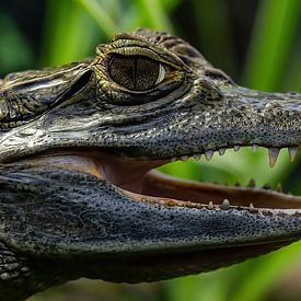 De brilkaaiman upclose (Caiman crocodilus) van Rob Smit