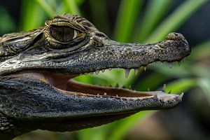 Der Brillenkaiman (Caiman crocodilus) aus der Nähe