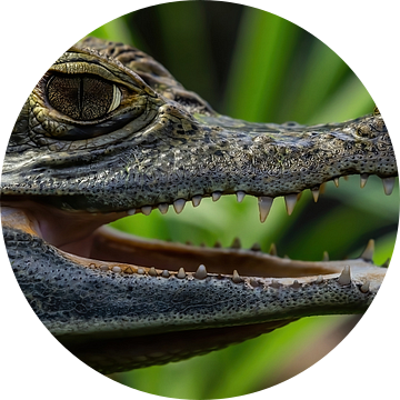 De brilkaaiman upclose (Caiman crocodilus) van Rob Smit