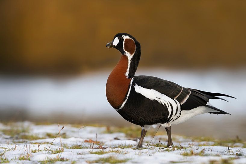 Rothalsgans steht im Schnee von Beschermingswerk voor aan uw muur