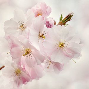 Frühling