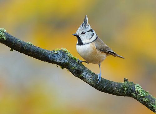 Crested tit in autumn setting
