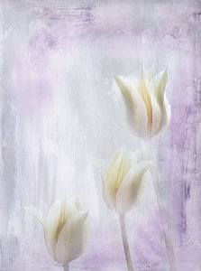 drei Tulpen in Pastell