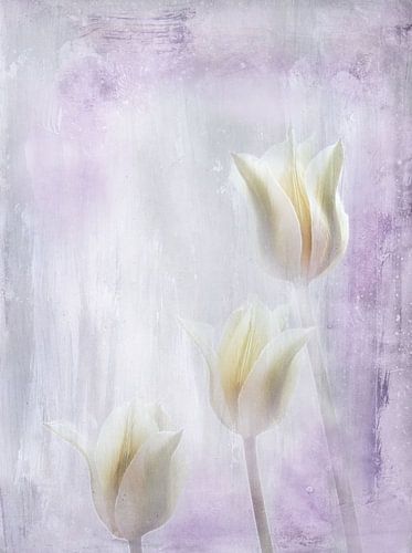 drie tulpen