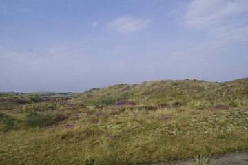 Duin terrein van Ad Steenbergen