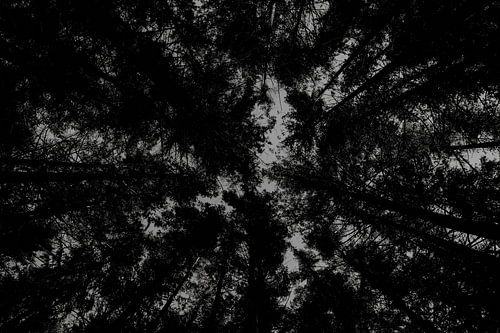 Looking up in the pine forest at Tour de Leroux, Ardennes Belgium