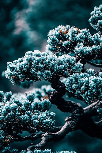 Minimalistische close-up bonsai takken
