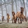 Konik paarden in de winter. van Frans Lemmens
