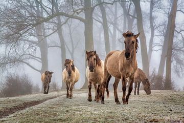 Konik horses in winter.