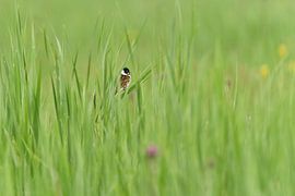 Rohrammer im grünen Sumpfgebiet. von Johan Kalthof