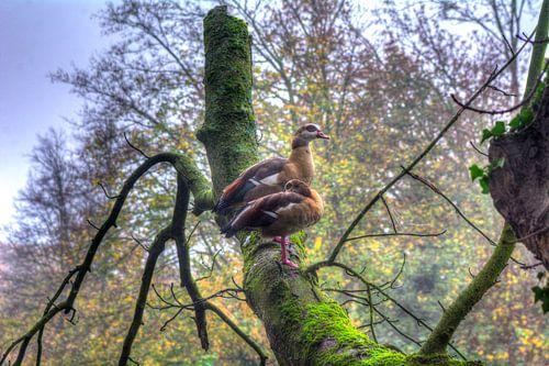 Nile geese on a tree trunk