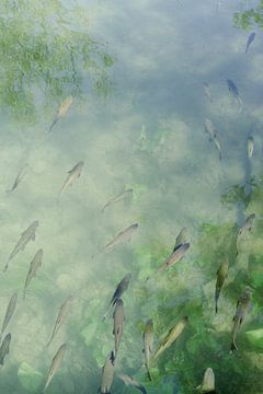 Dromerige groene vijver met vissen I Reis fotografie