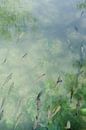 Étang vert rêveur avec des poissons I Photographie de voyage par Lizzy Komen Aperçu